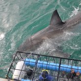Just Inspecting the Cage